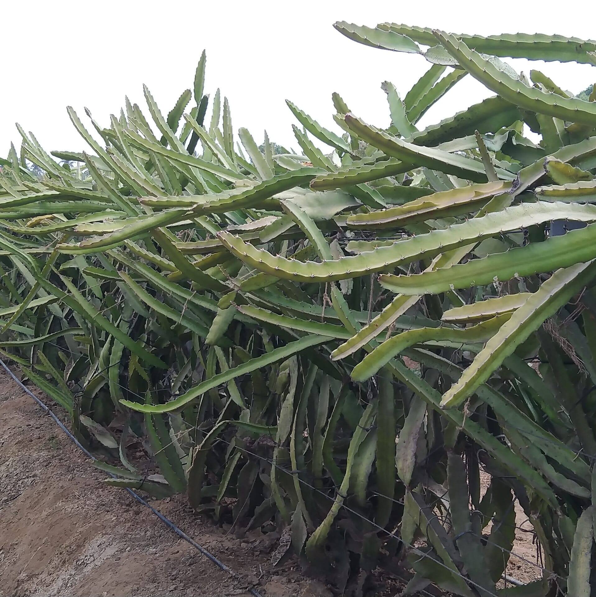 DEVKA FARMS | Nakhtrana