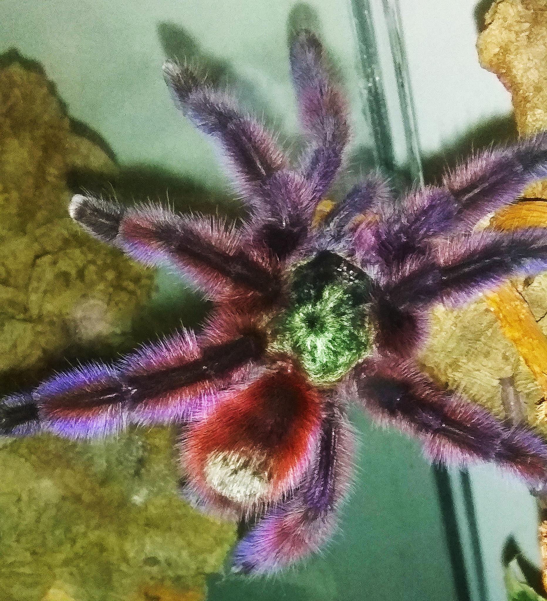 Ptaszniki Raf-spiders