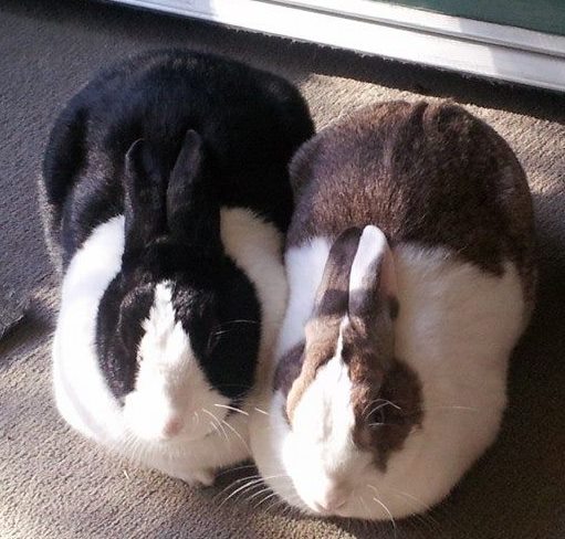 Maxwell Rabbit and Harriet Bunny