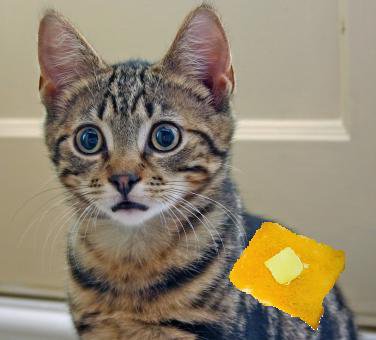 Can cats land on their feet, if you tie buttered toast to their back?