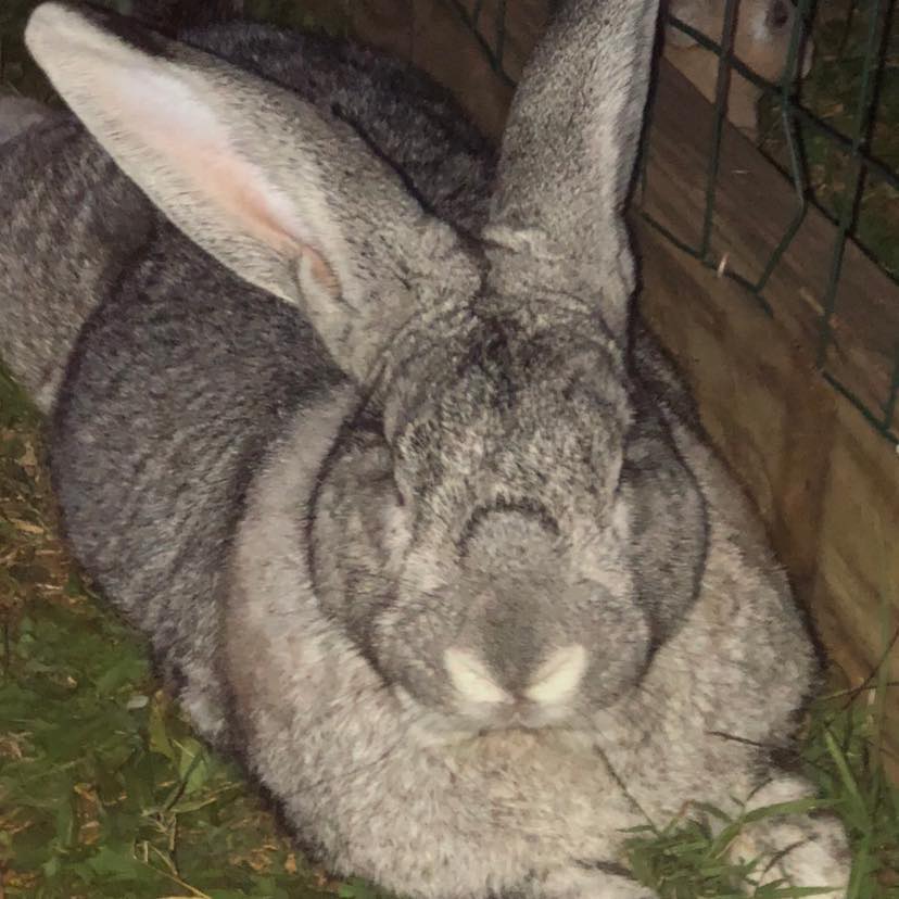 Chilly- Rabbits