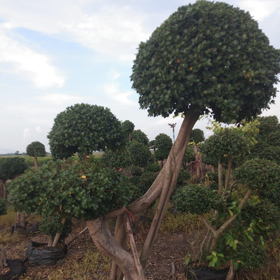Manaf garden จำหน่ายไทรเสียบยอด ไทรเกาหลีราคาส่ง และจัดสวนไม้ประดับ
