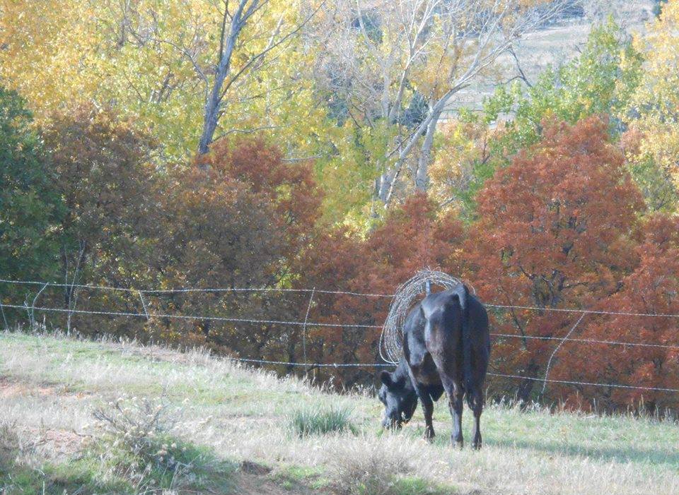 Alexander Ranch | Royse City TX