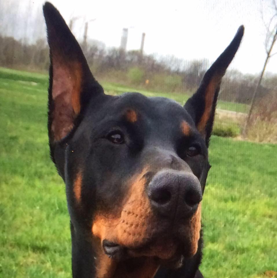 JR Ranch Dobermans