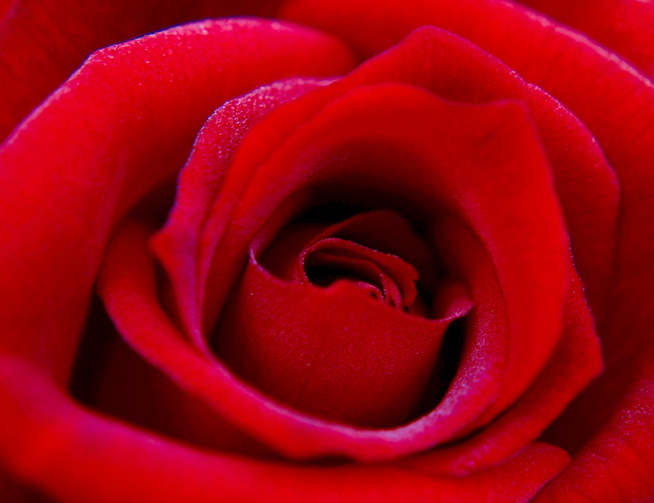 Red Expressions