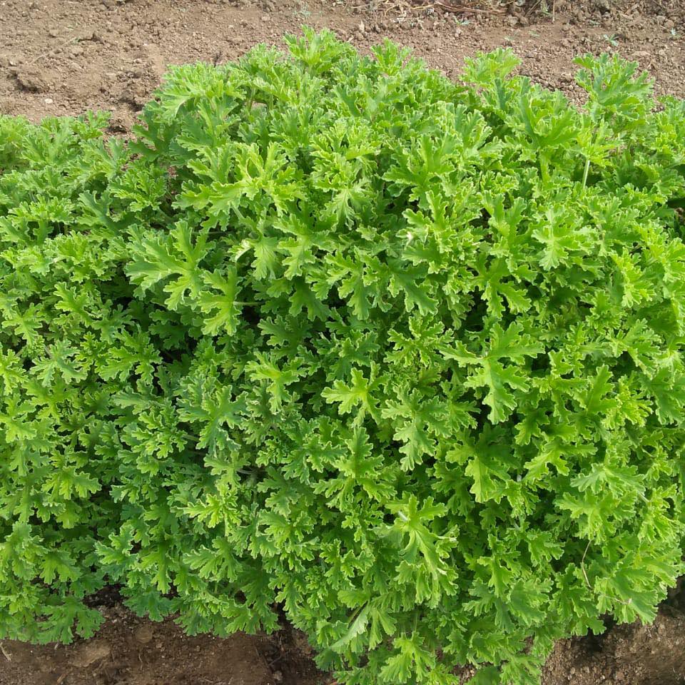 Baglan Geranium Cultivation & Extraction | Satana