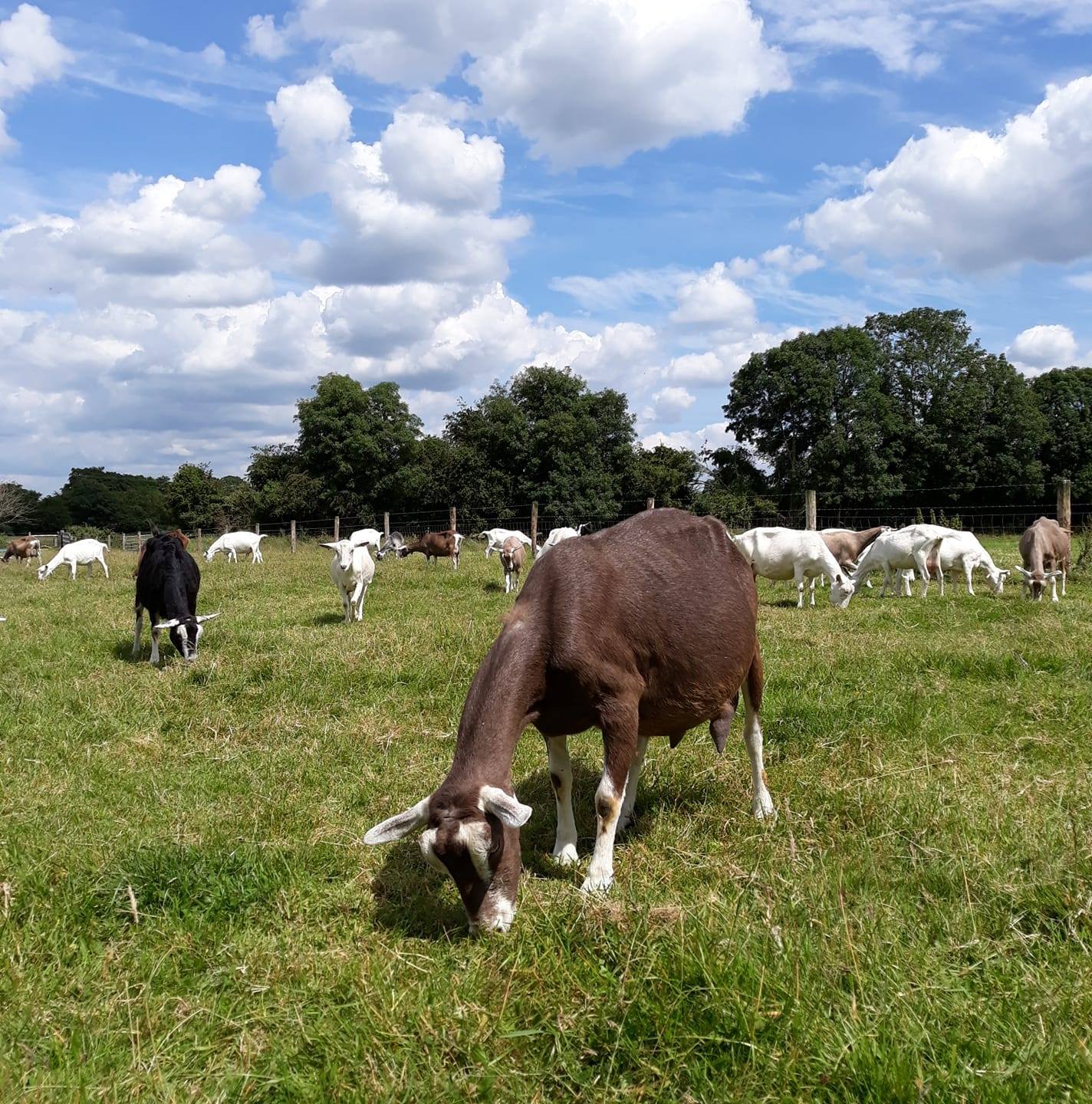 Annas - Happy Friday 💕 . . . #goatsofinstagram #goats #farm #farming # ...