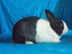 Red Thunder Rabbits | Argyle NY