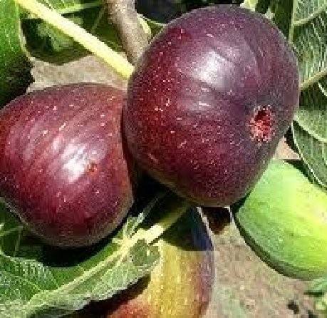 Árboles Frutales A Domicilio