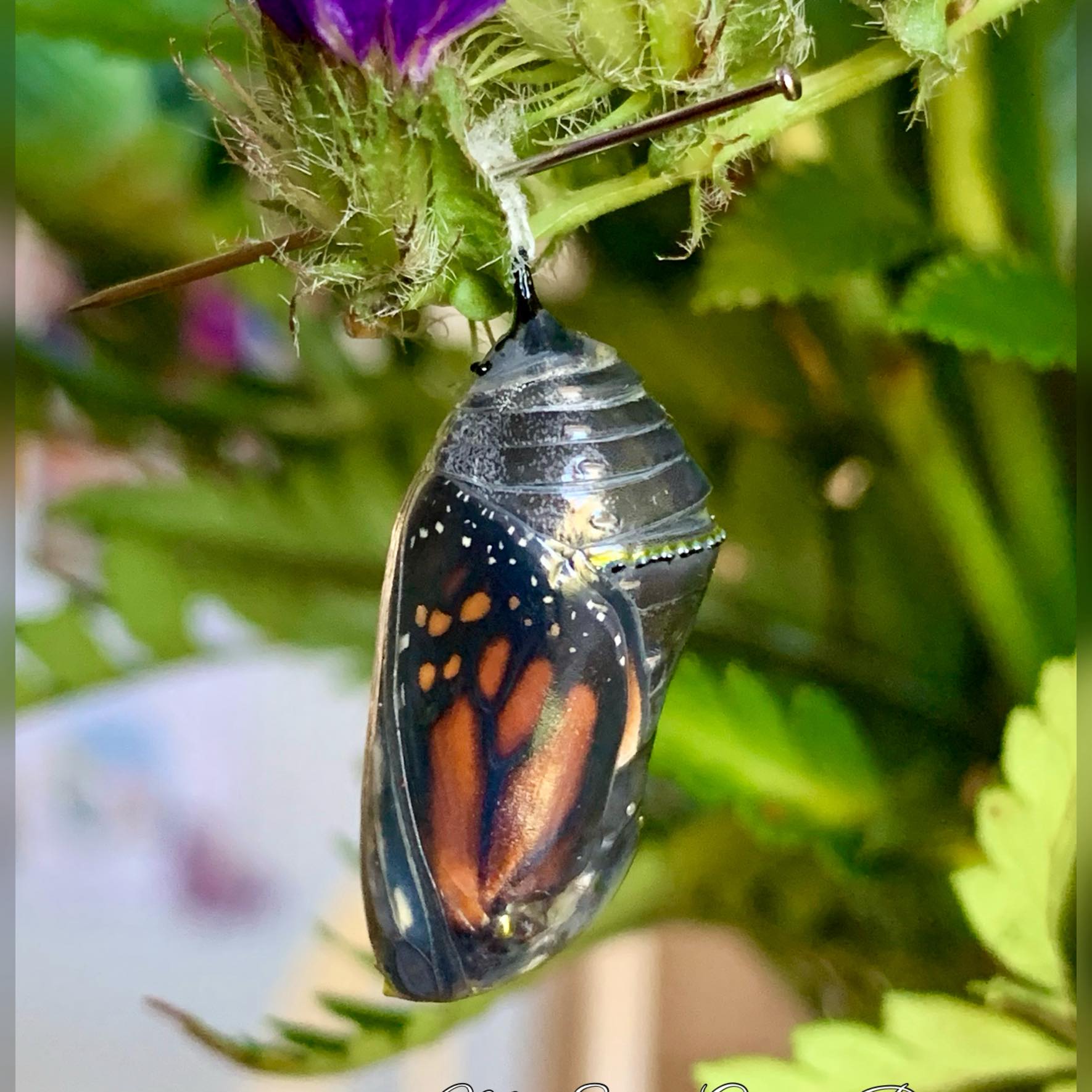 Thought since we have a lot of... - My Small Garden Paradise | Facebook