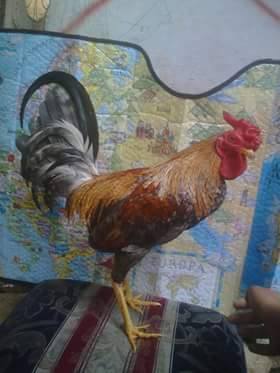 Gallos javao Y mas DR