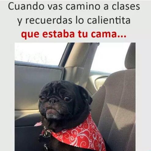 A la Ru-ru con los Memes