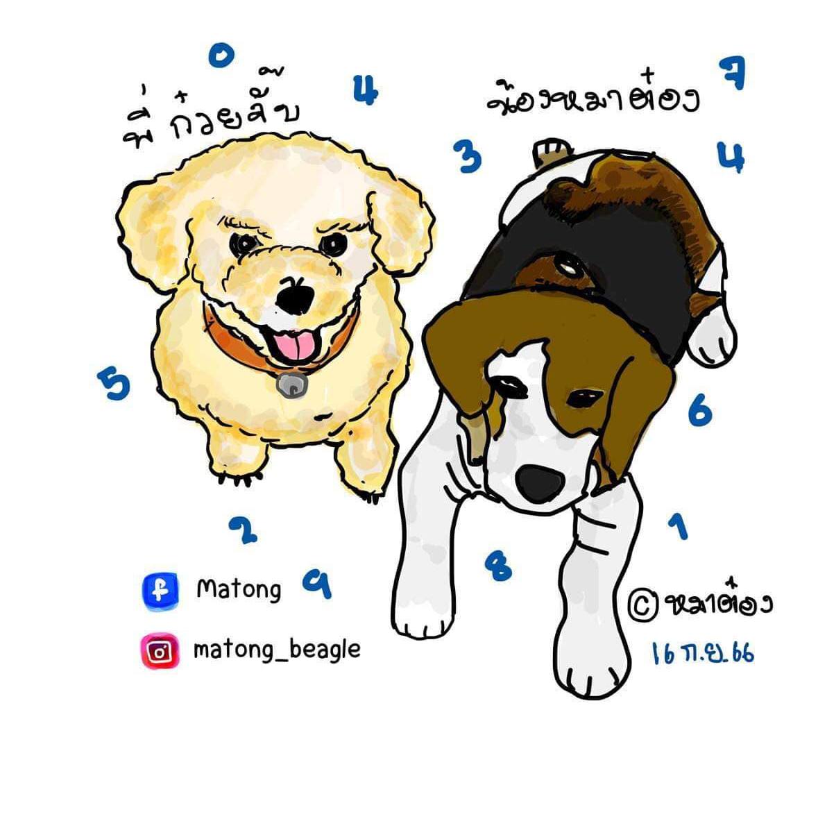 Matong | Phitsanulok