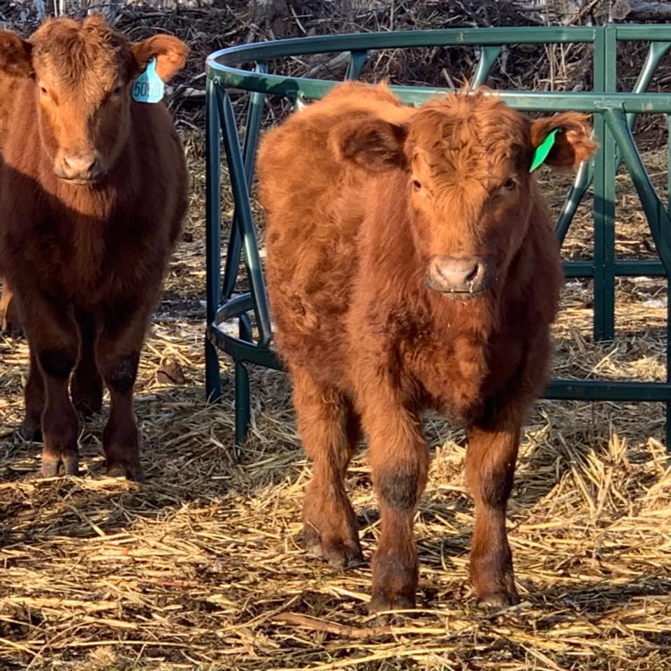 Carlson Cattle Ranch | Prentice WI