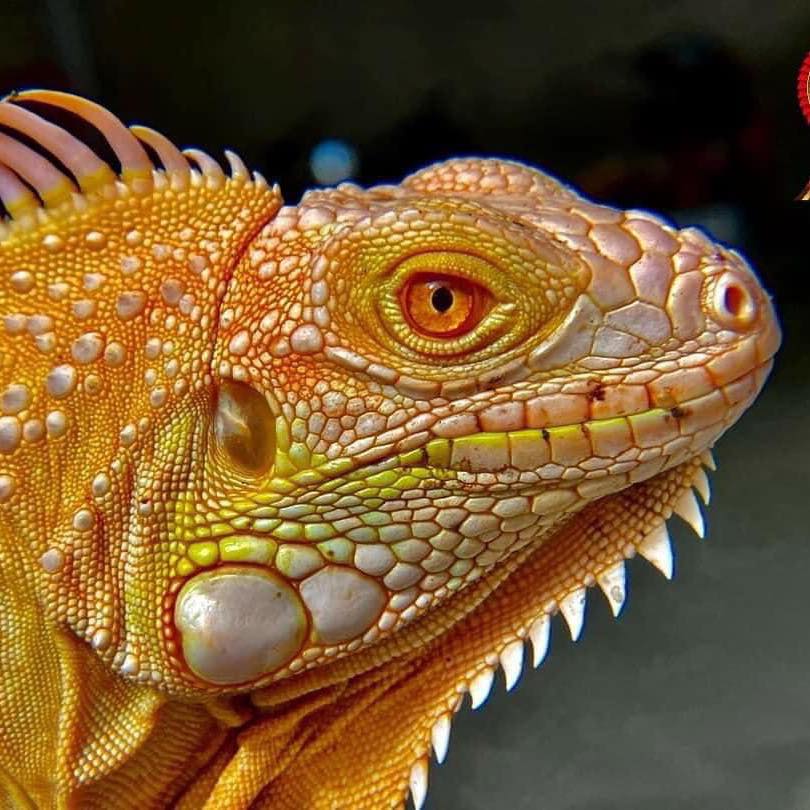 Iguana Gò Công - Tiền Giang | Gò Công