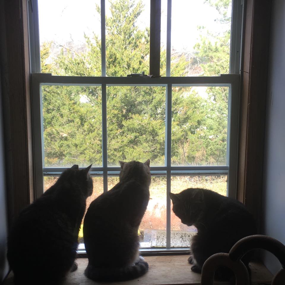 The Kitty Cat Network