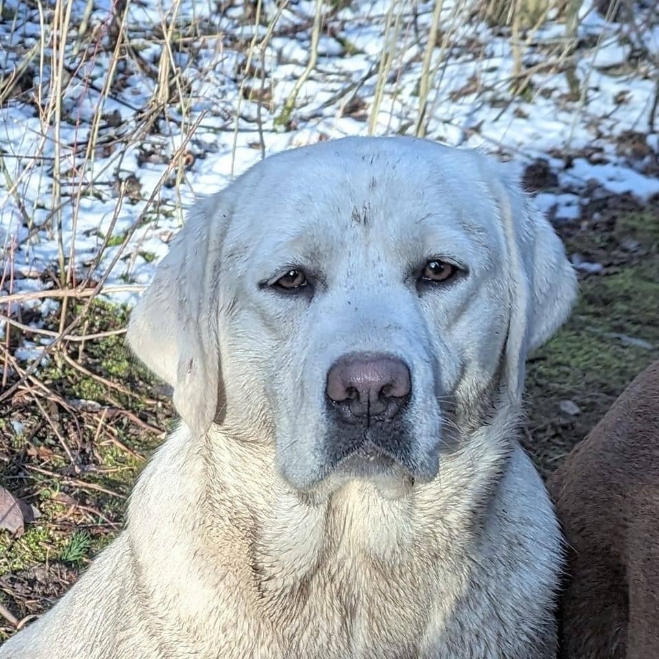 Pleased to announce that... - Baxter's English Labs | Facebook
