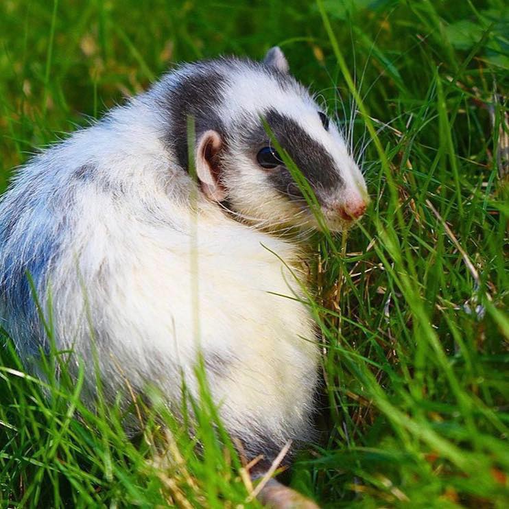 Pacific Northwest Rattery | Port Orchard WA