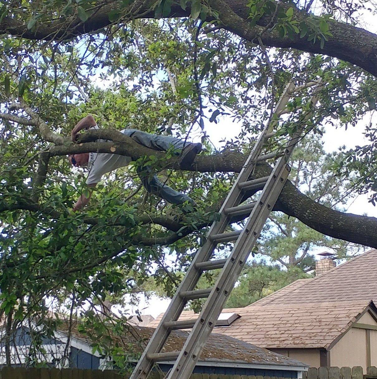 Lone Star Tree Service | Texas City TX