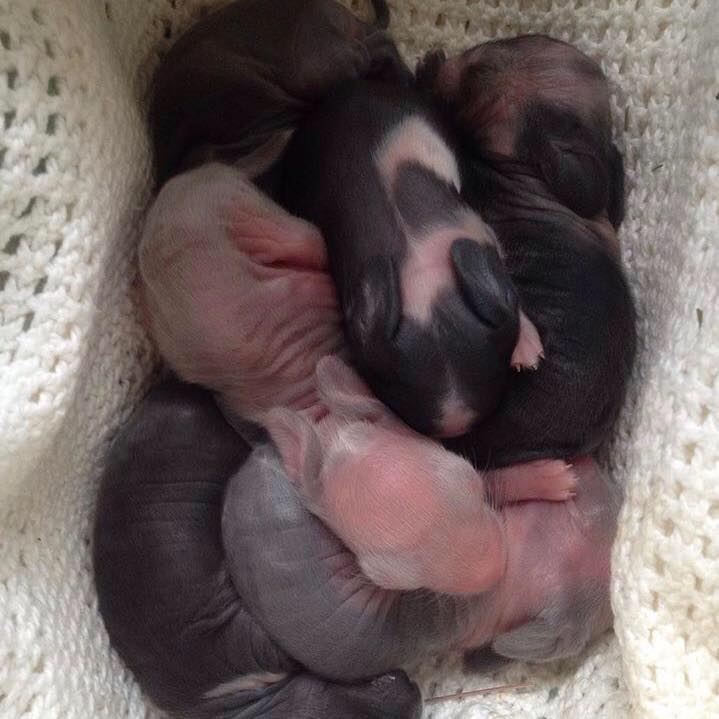 Orphaned baby rabbits and hand rearing advice