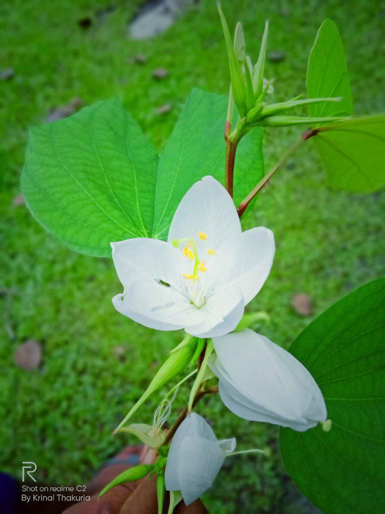 আমাৰ গাঁও ৰাইপাট Raipat