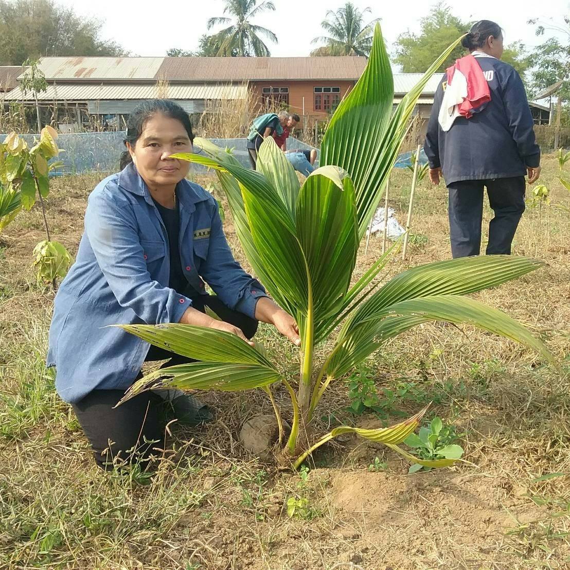  โครงการปลูกมะพร้าวน้ำหอมเพื่อส่งออก Motiv 
