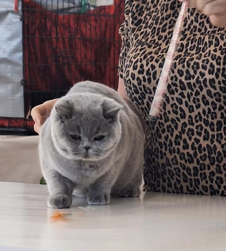 Pedigree Cats Tasmania Inc