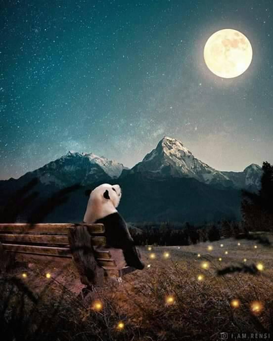 PANDA Ly