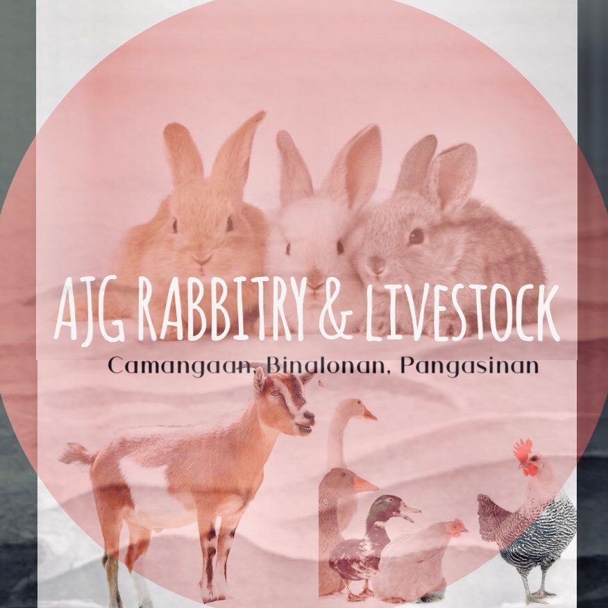 AJG Rabbitry / Livestock | Binalonan