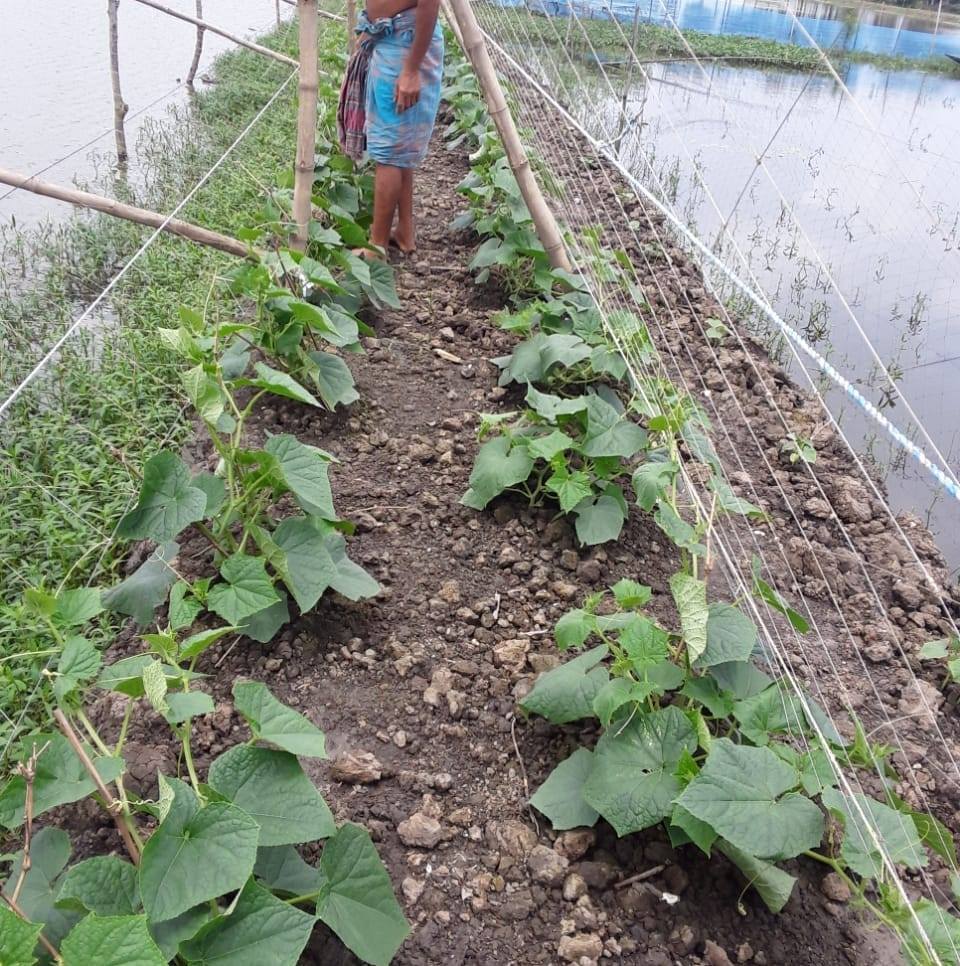 ফসল