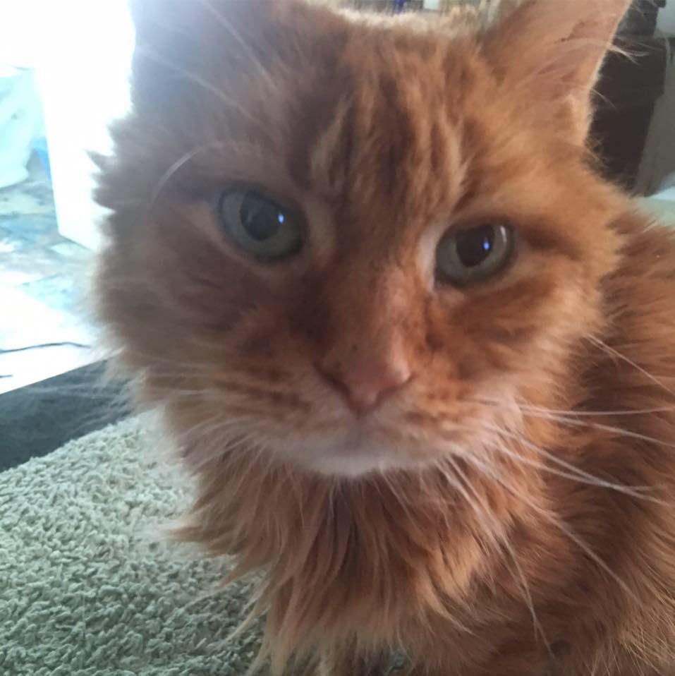 Feral Cat Society of Calaveras County/ Amador County | Sutter Creek CA