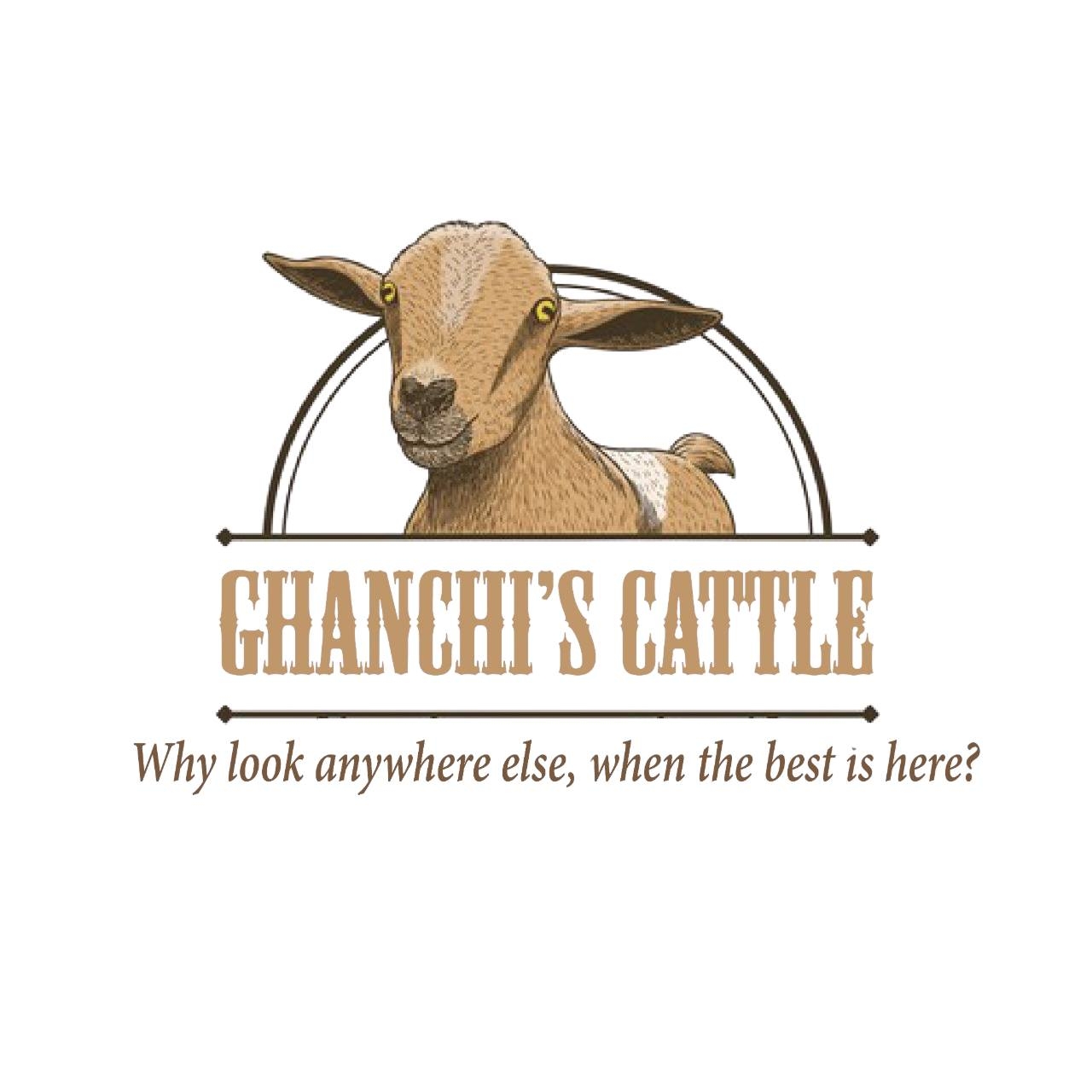 Ghanchi Cattle | Goth Gohram