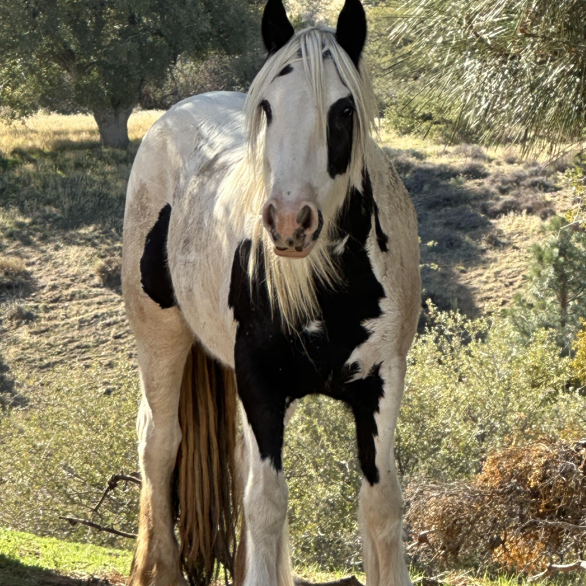 Mullenax Ranch | Tehachapi CA