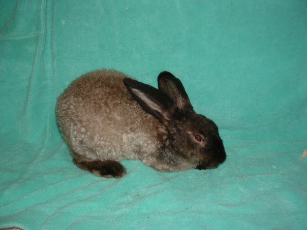 Astrex Rabbits