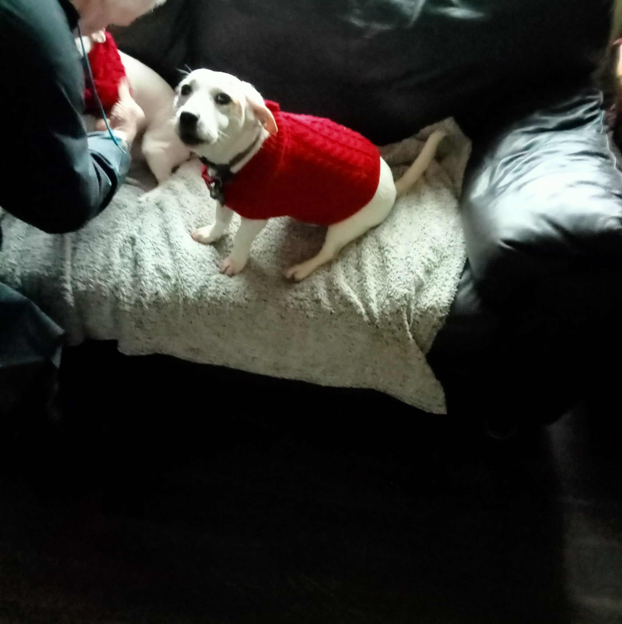 Ted the Rat and Fred the dog are on a mission. Those two are hilarious ...