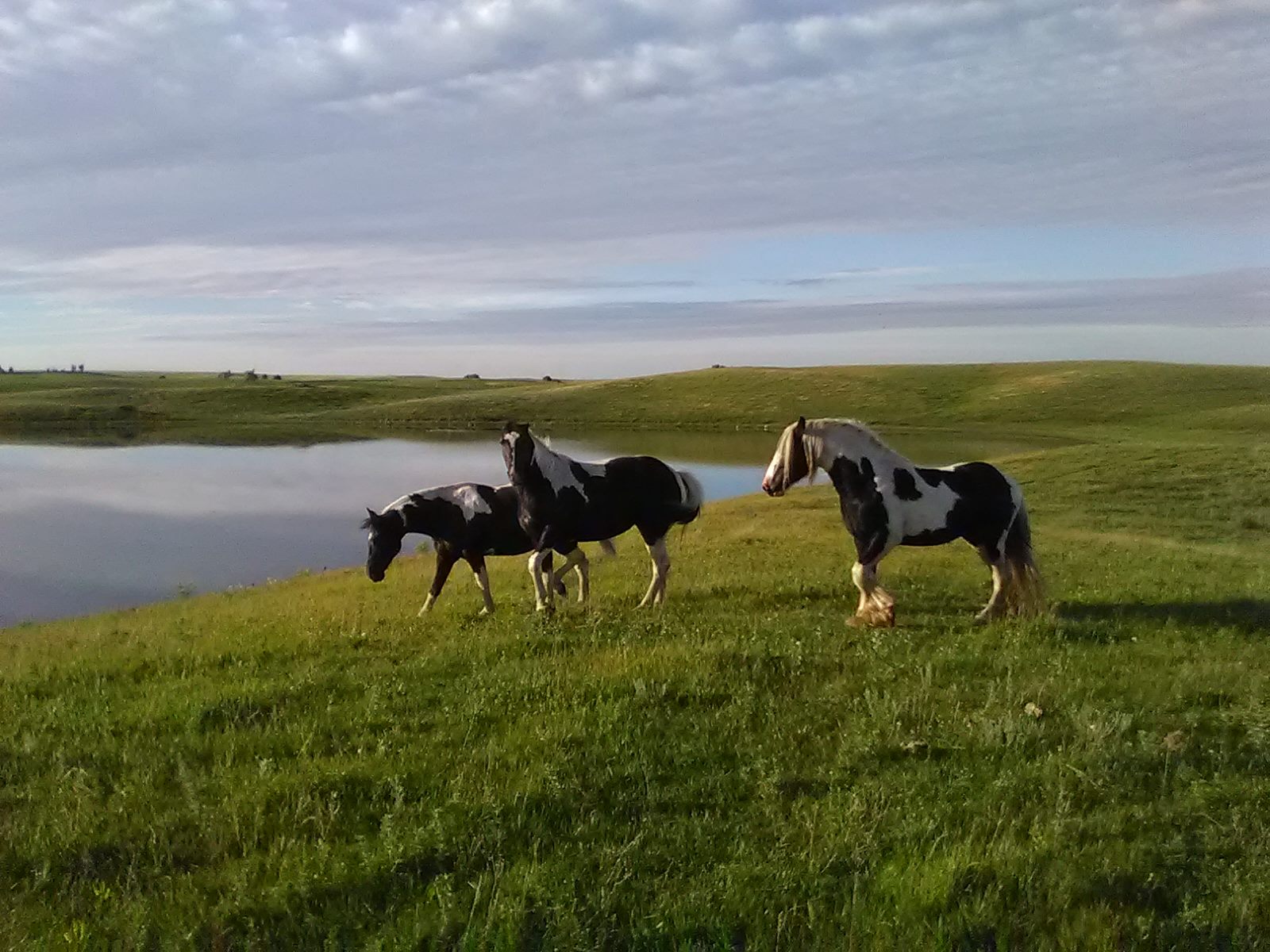 Triple F Ranch