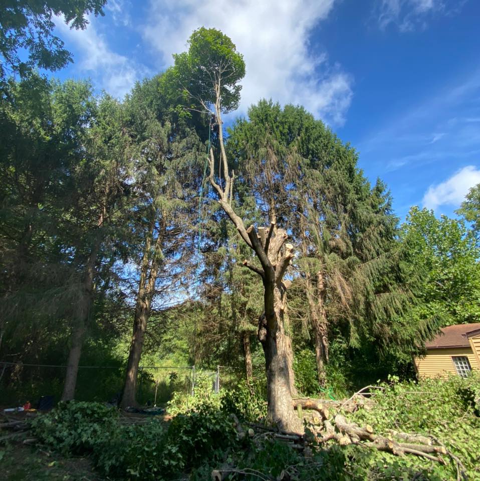 Wilson and Sons tree service