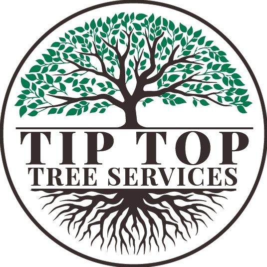 Tip Top Tree Services Gold Coast