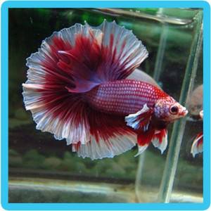 Azar Fish - آذر فیش