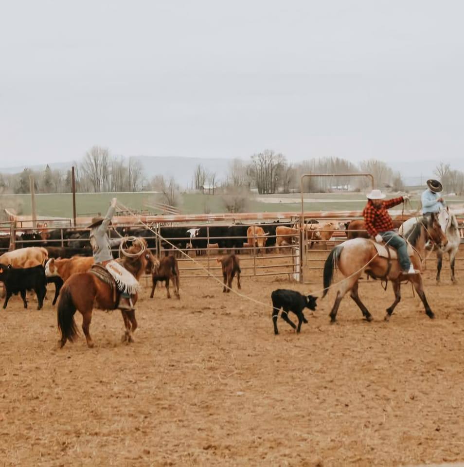 Pendleton - Wrapping up the first day of the 2021 Pendleton Cattle ...
