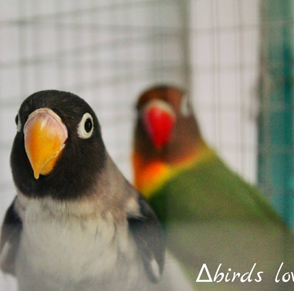∆ birds love∆