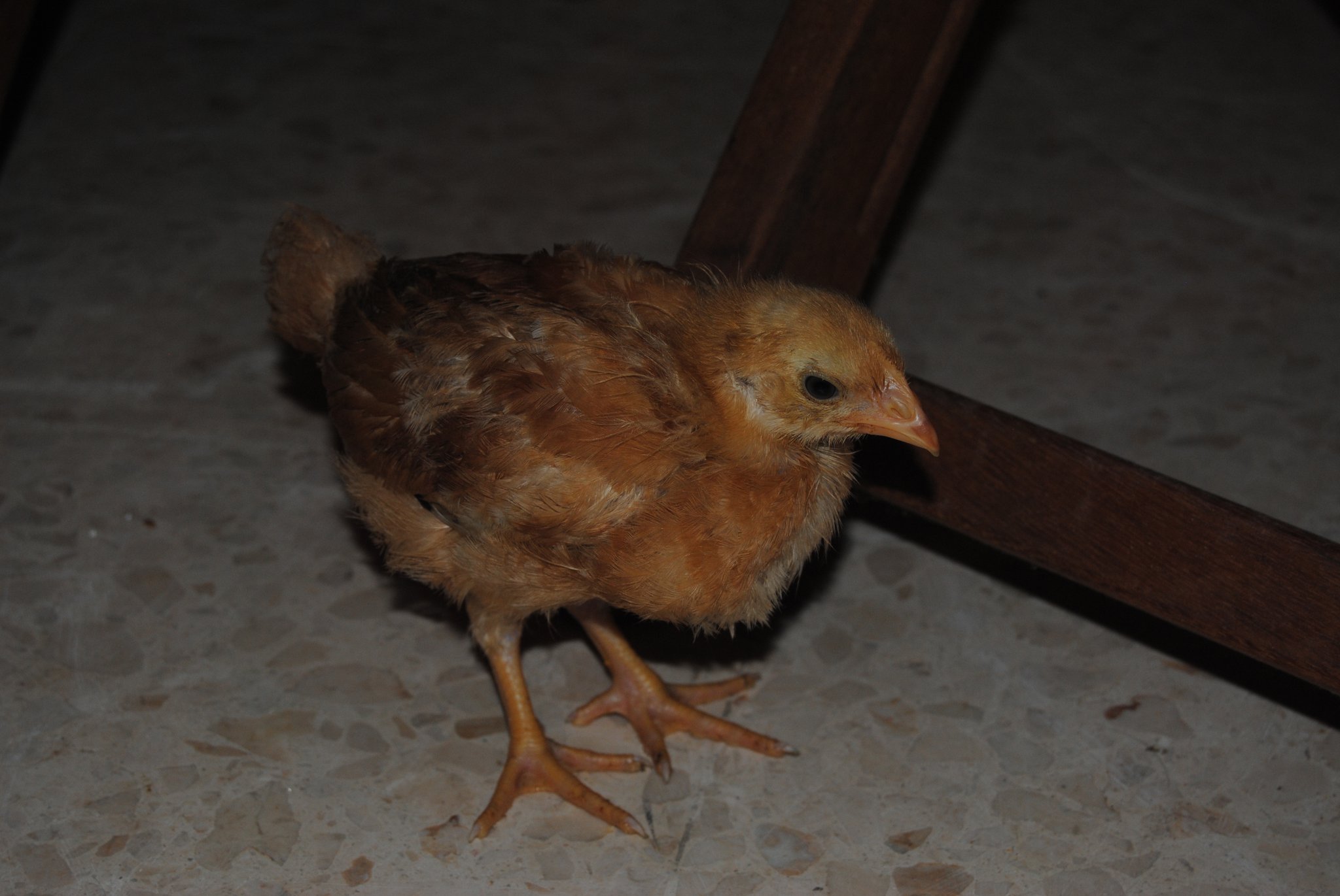 Currito, el pollo con 7 vidas