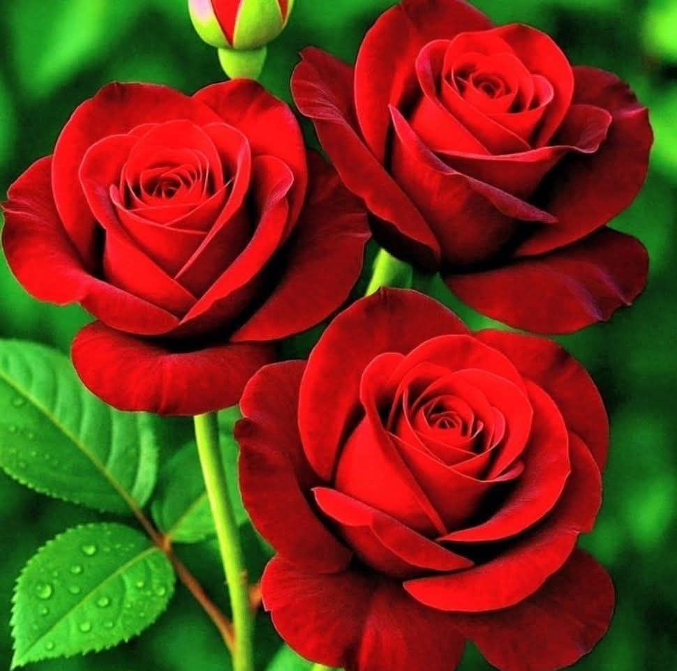 🌺el🌹arte🌹del🌹punto🌹d🌹cruz🌹#2🌺leo. Gomez🌺 | Facebook