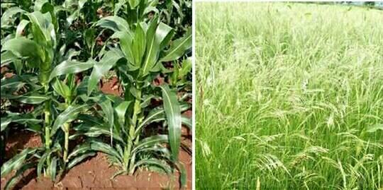 ሞራአየሁ ስታረስ ድህነት ይወድቃል እንጂ ሰው አይደለም #አንዱ ሲያለማ ማን ነው ተጎጂው?