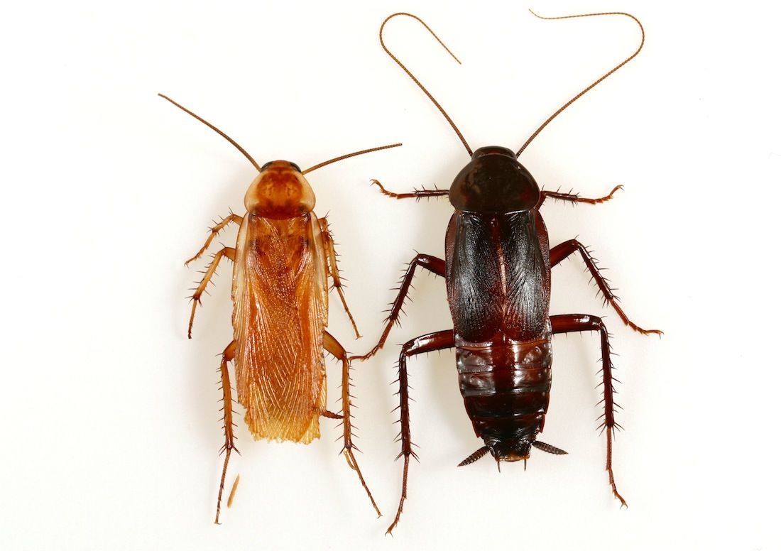 Gián Red Runner Roaches Farm '' Thức ăn bọ sát ''. | Da Nang