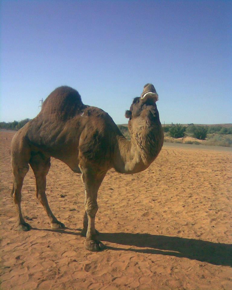 النجع