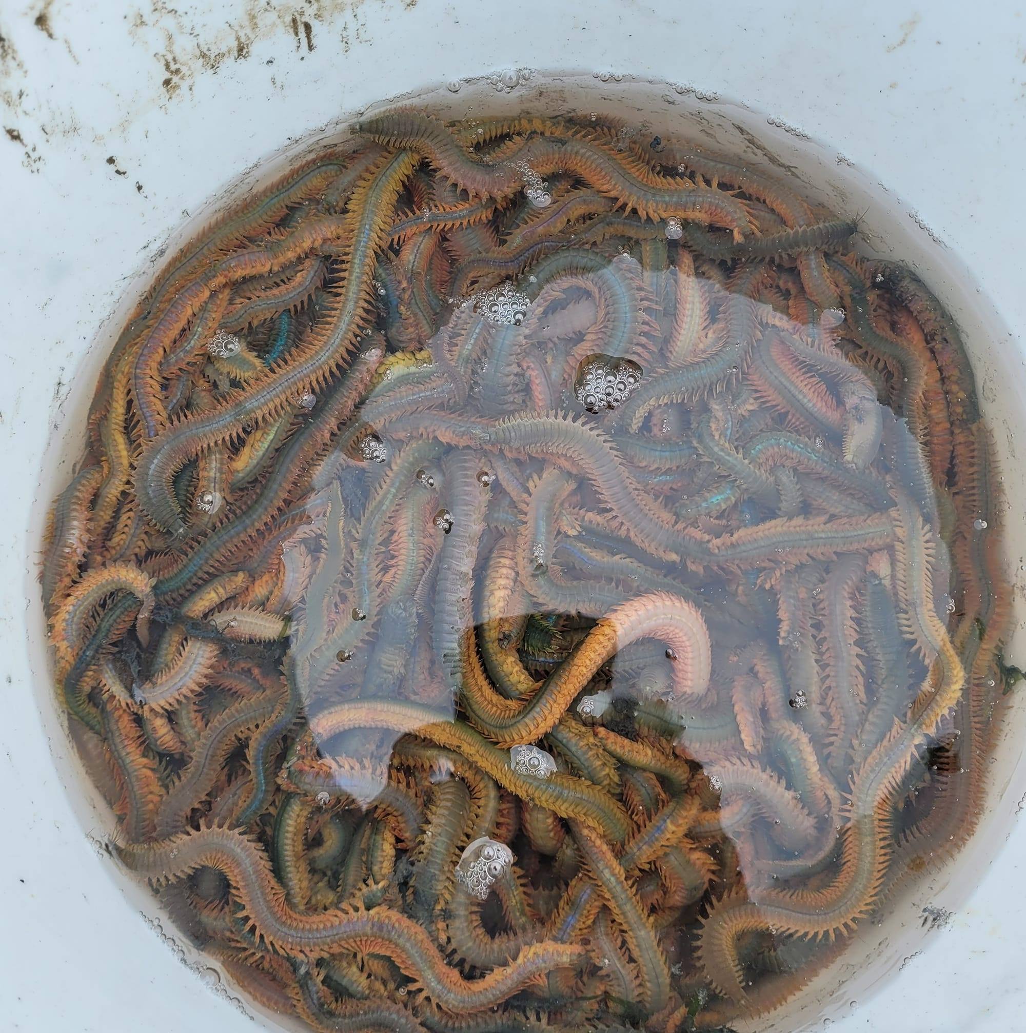 Harbour ragworm supplies | Poole