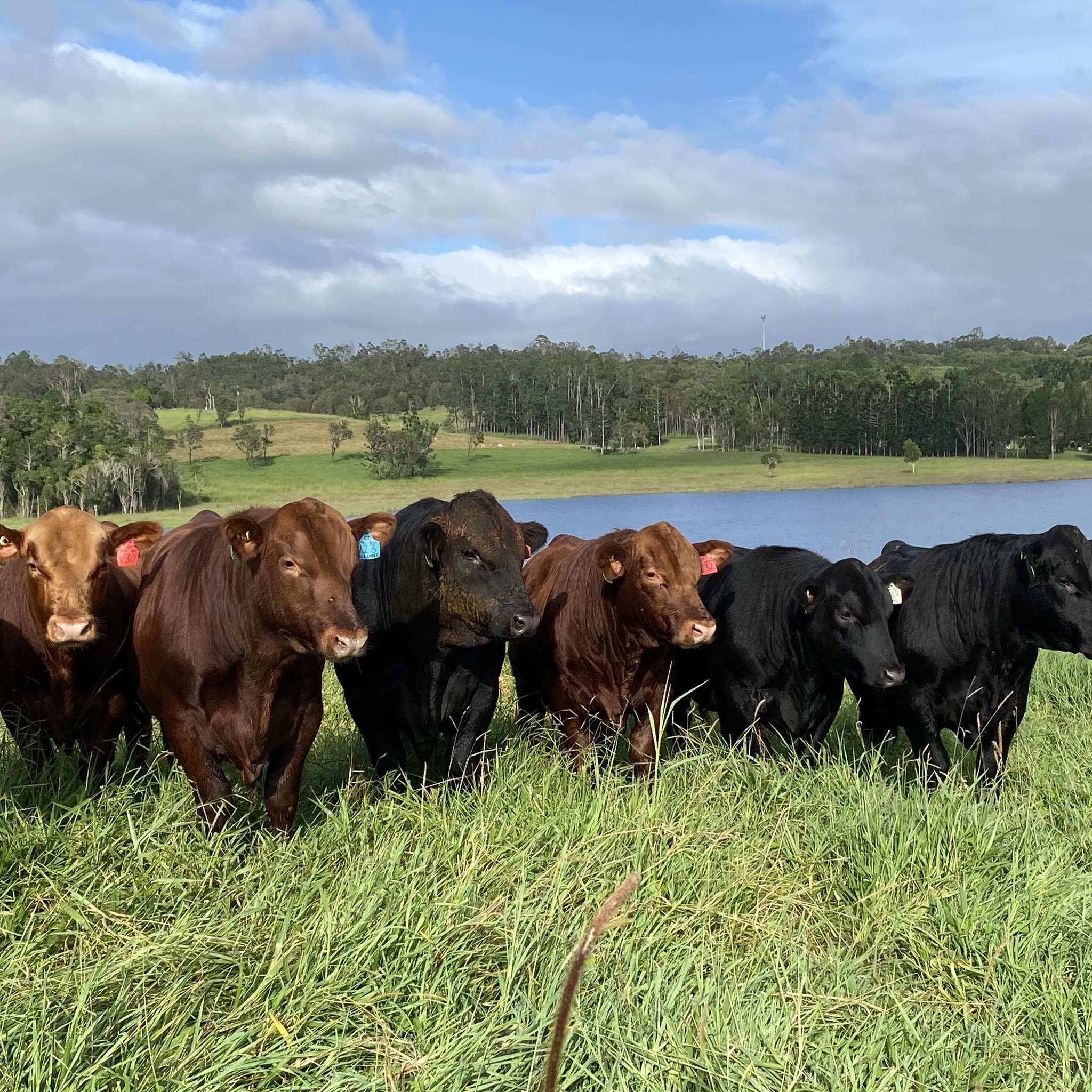 Hughenden Bull Sale | Hughenden QLD