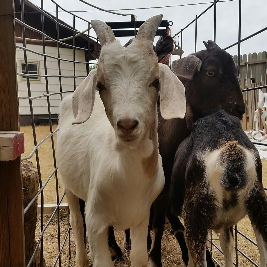 Backyard Billies Goat Roping Buckle Series