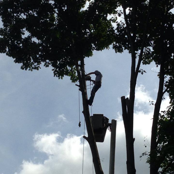 Clark's Tree Service